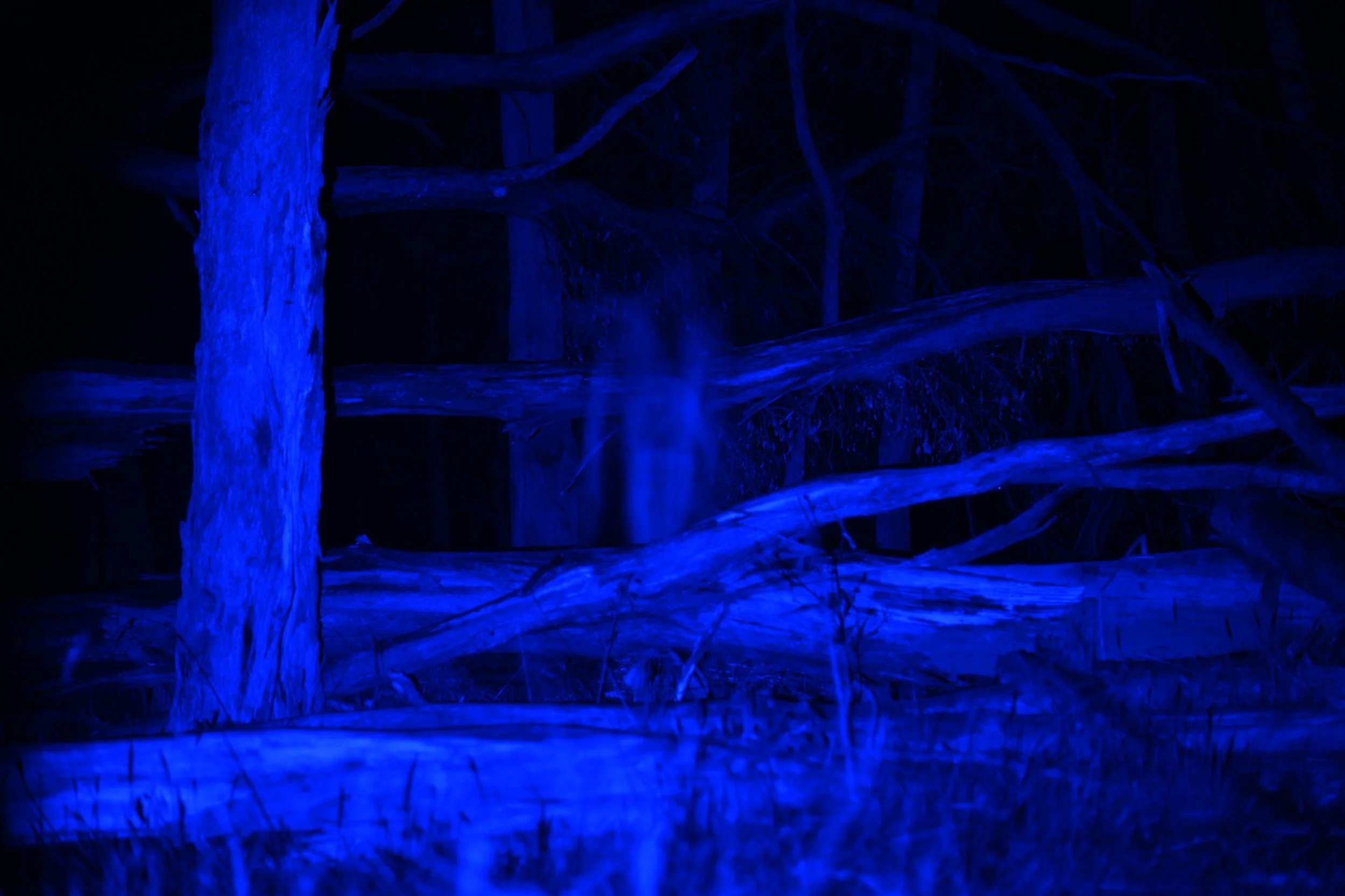 Drag me into the bush / I want to taste all the trees in you #1