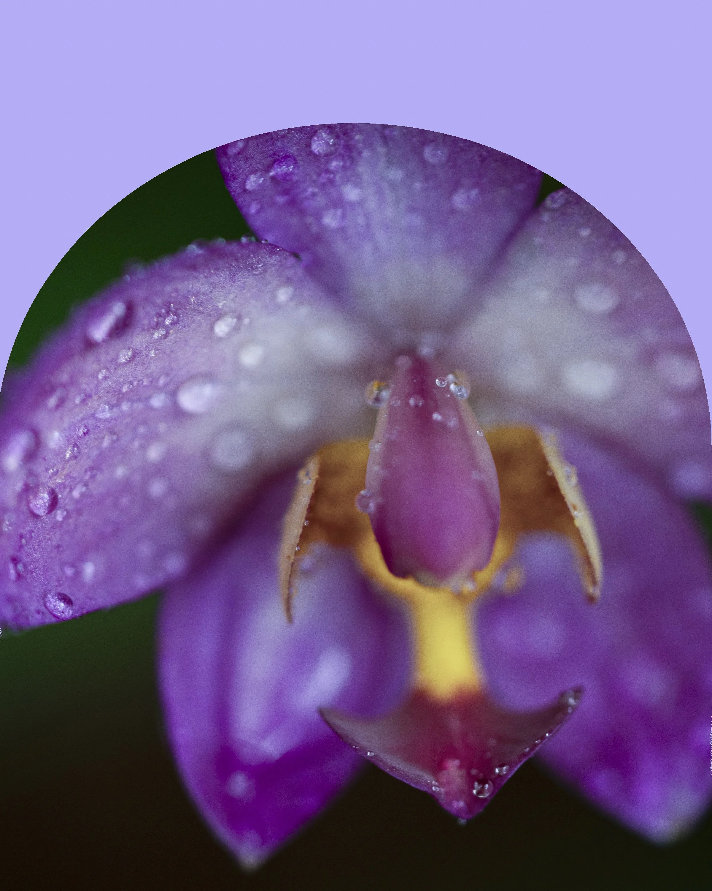 Orchid II