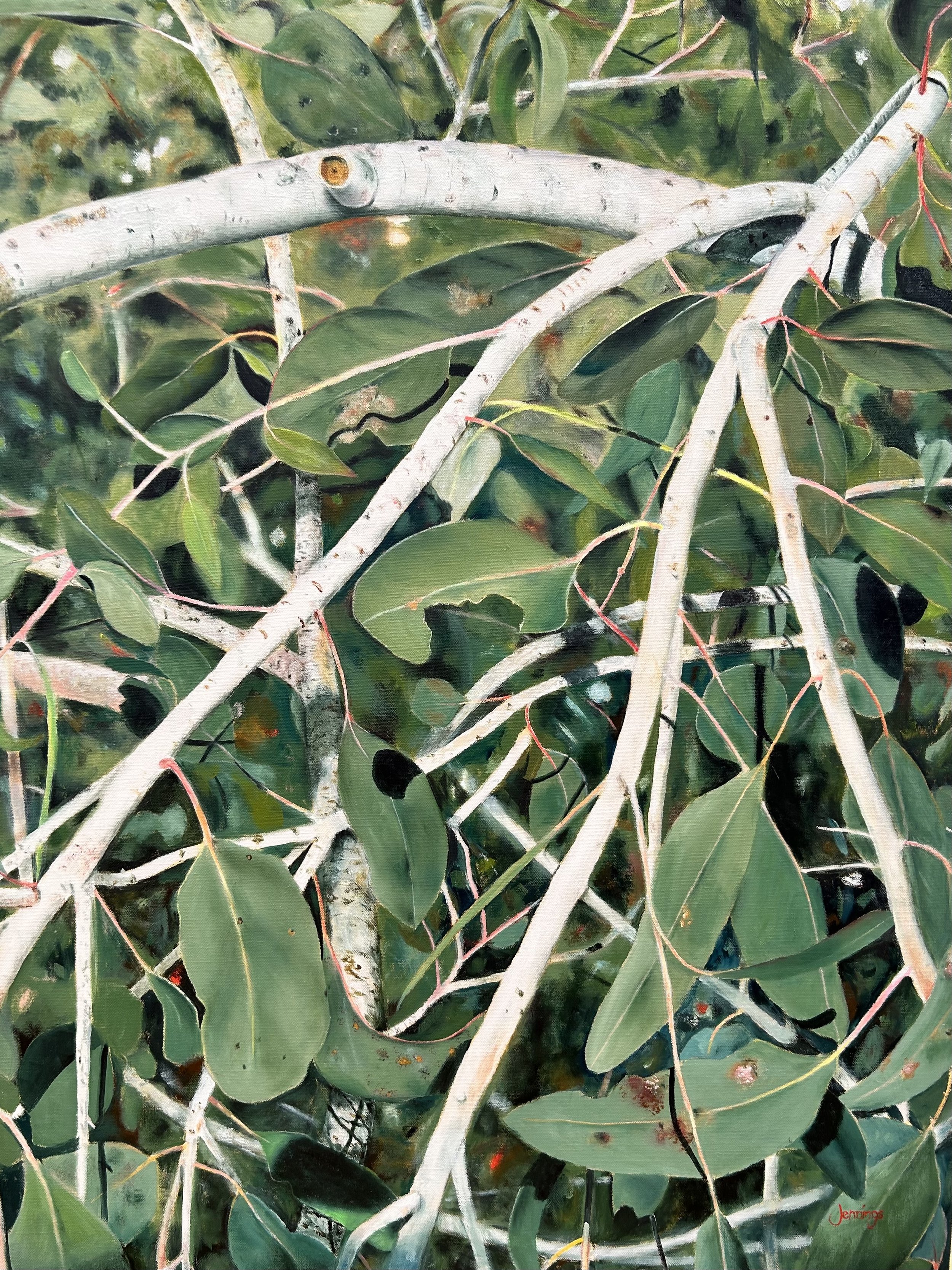 Eucalypt: Leaf and Bough
