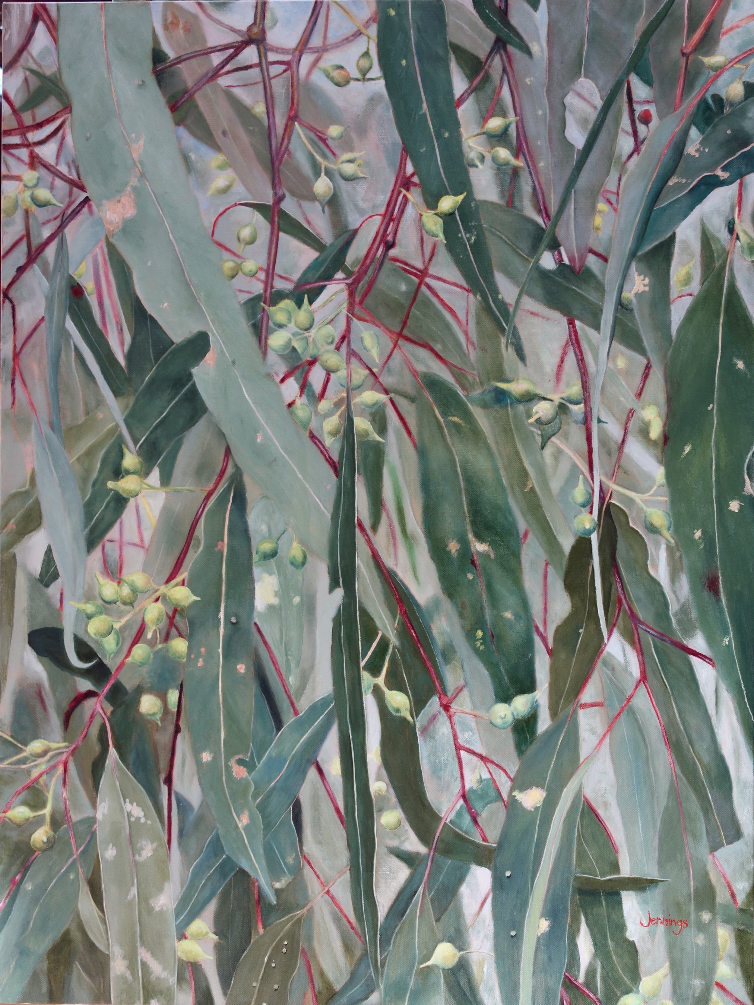 Eucalypt in Bud