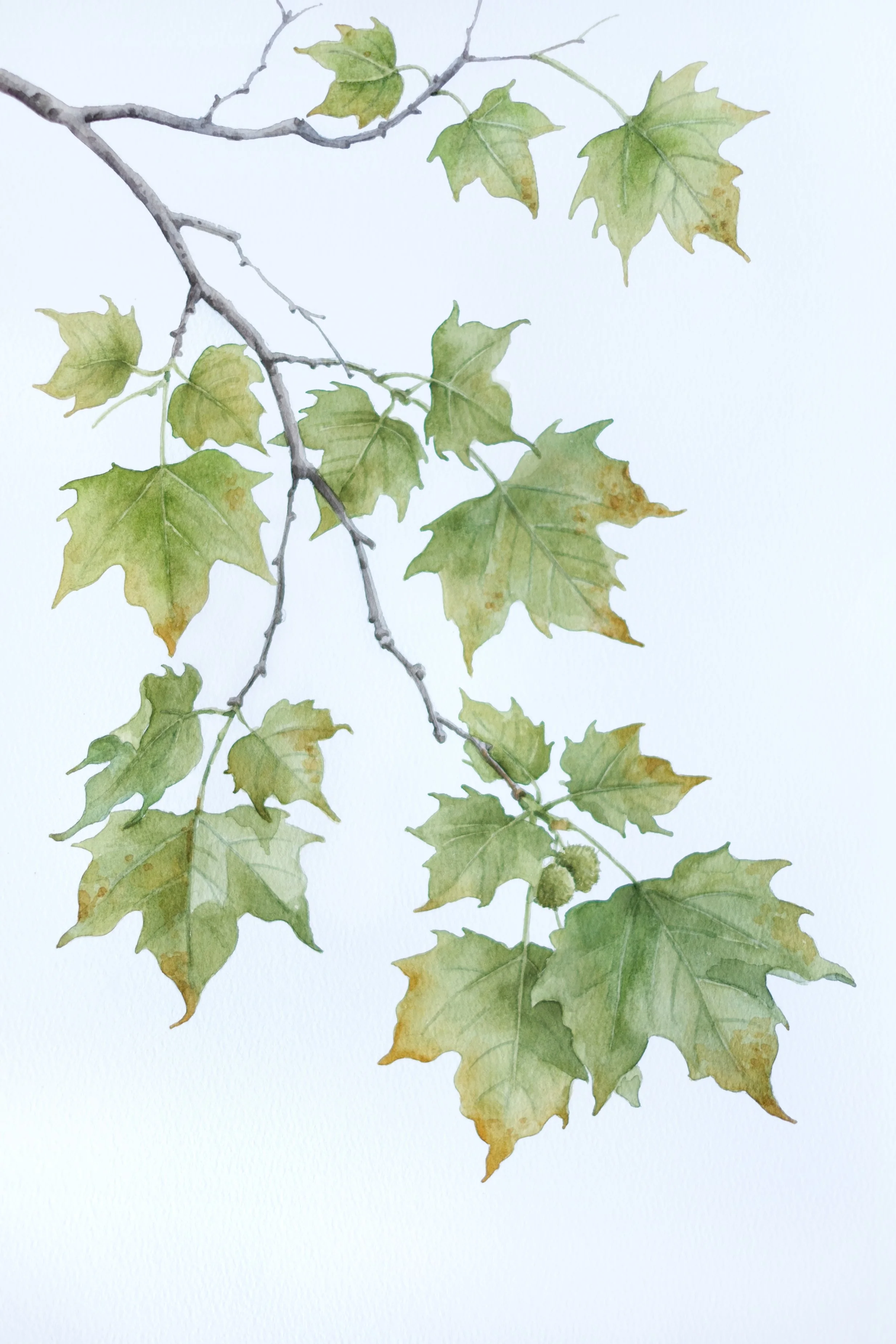 Plane Tree Leaves