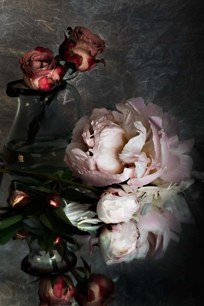 Peony Dreaming