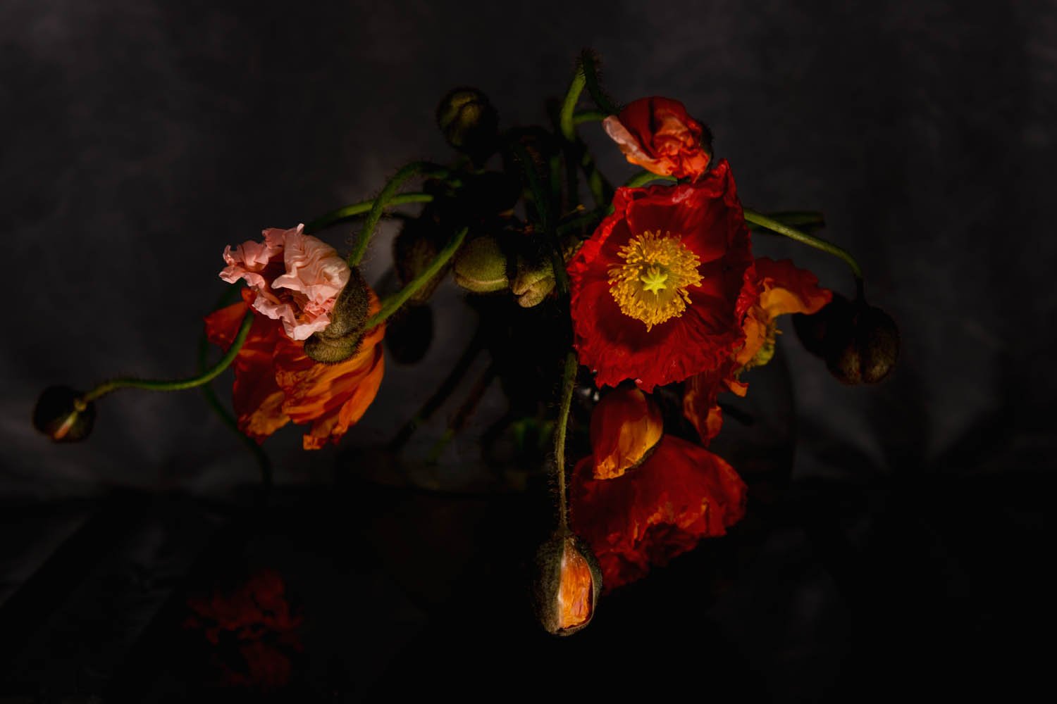 Elaine+Batton+-+Poppies_1.jpg