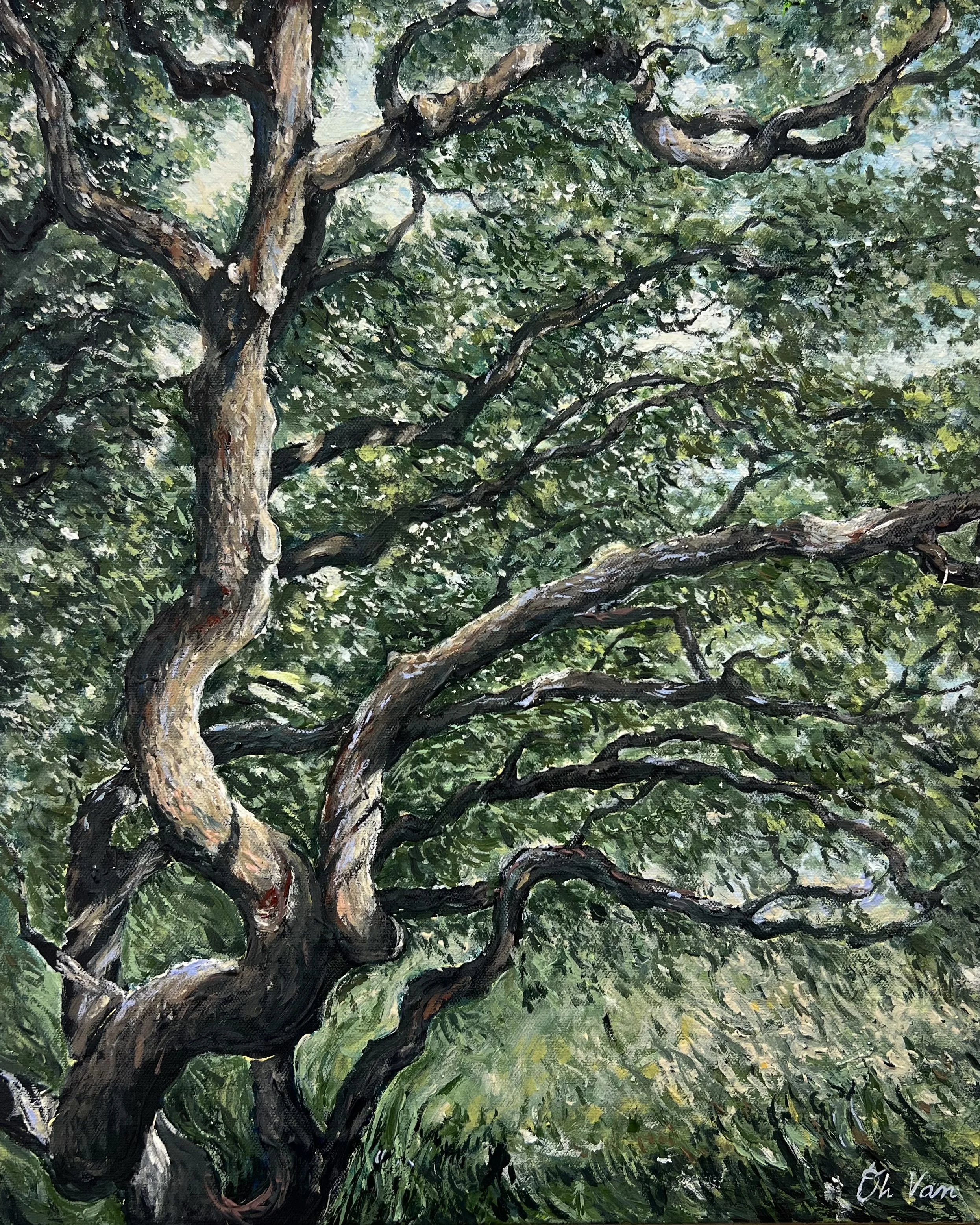 Through the Branches