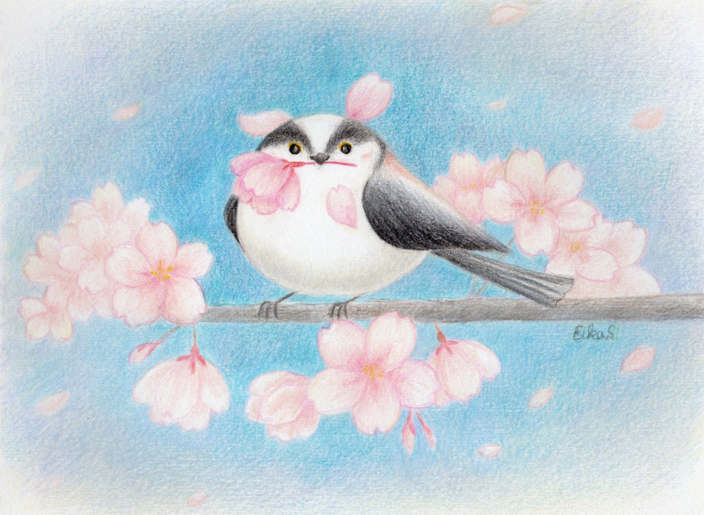 The Long tailed tit with cherry blossom