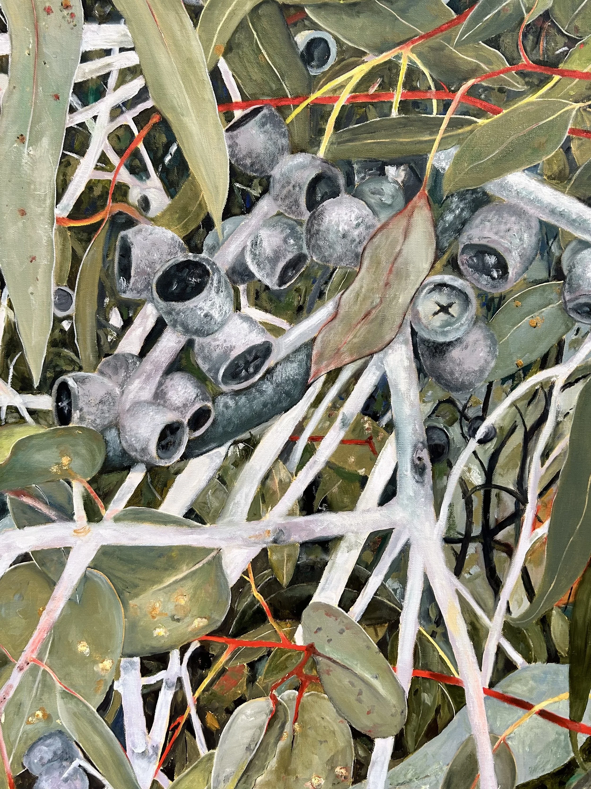 Eucalypt: Gum Nuts I
