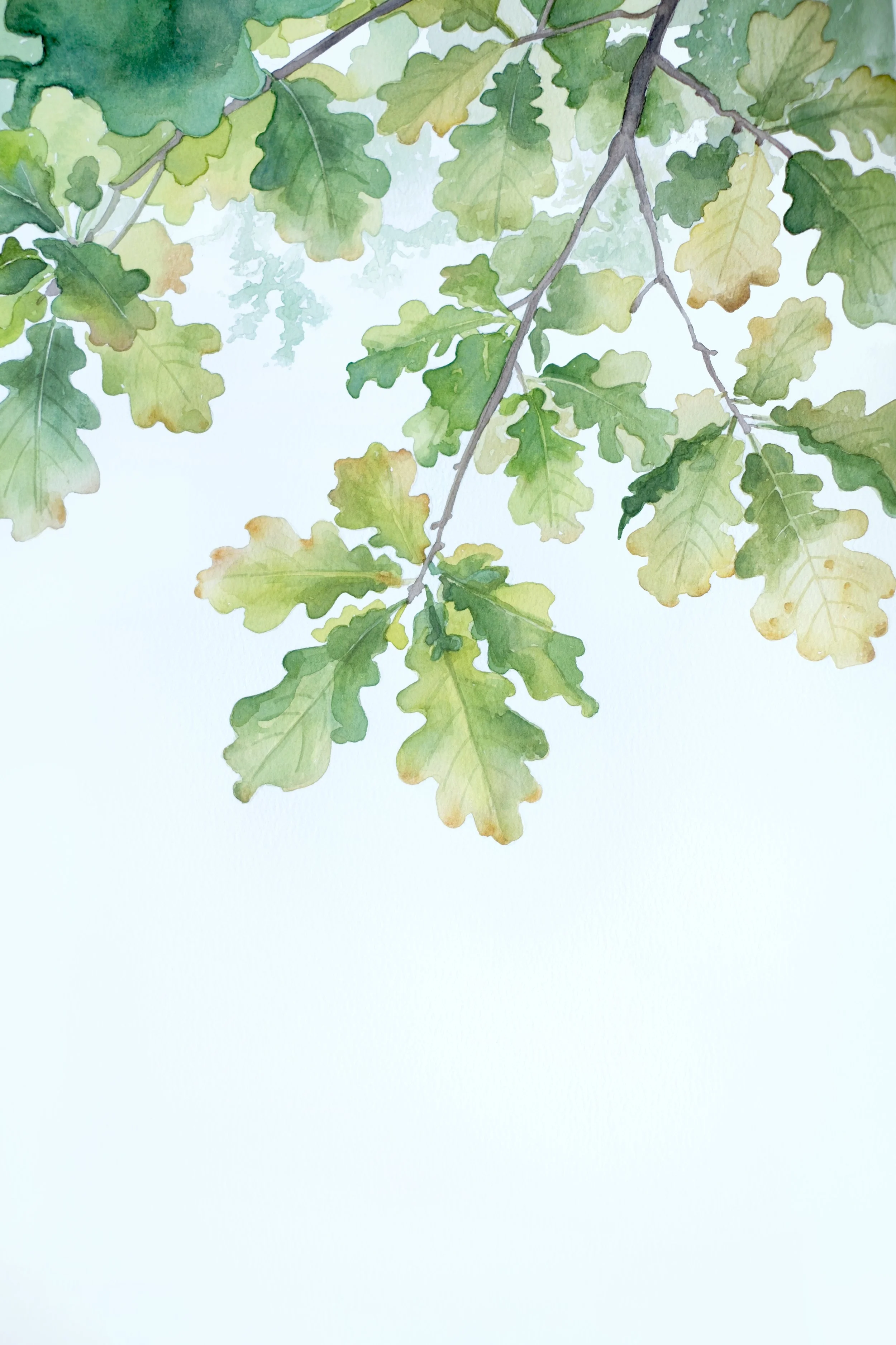 Oak Leaves in Gentle Light