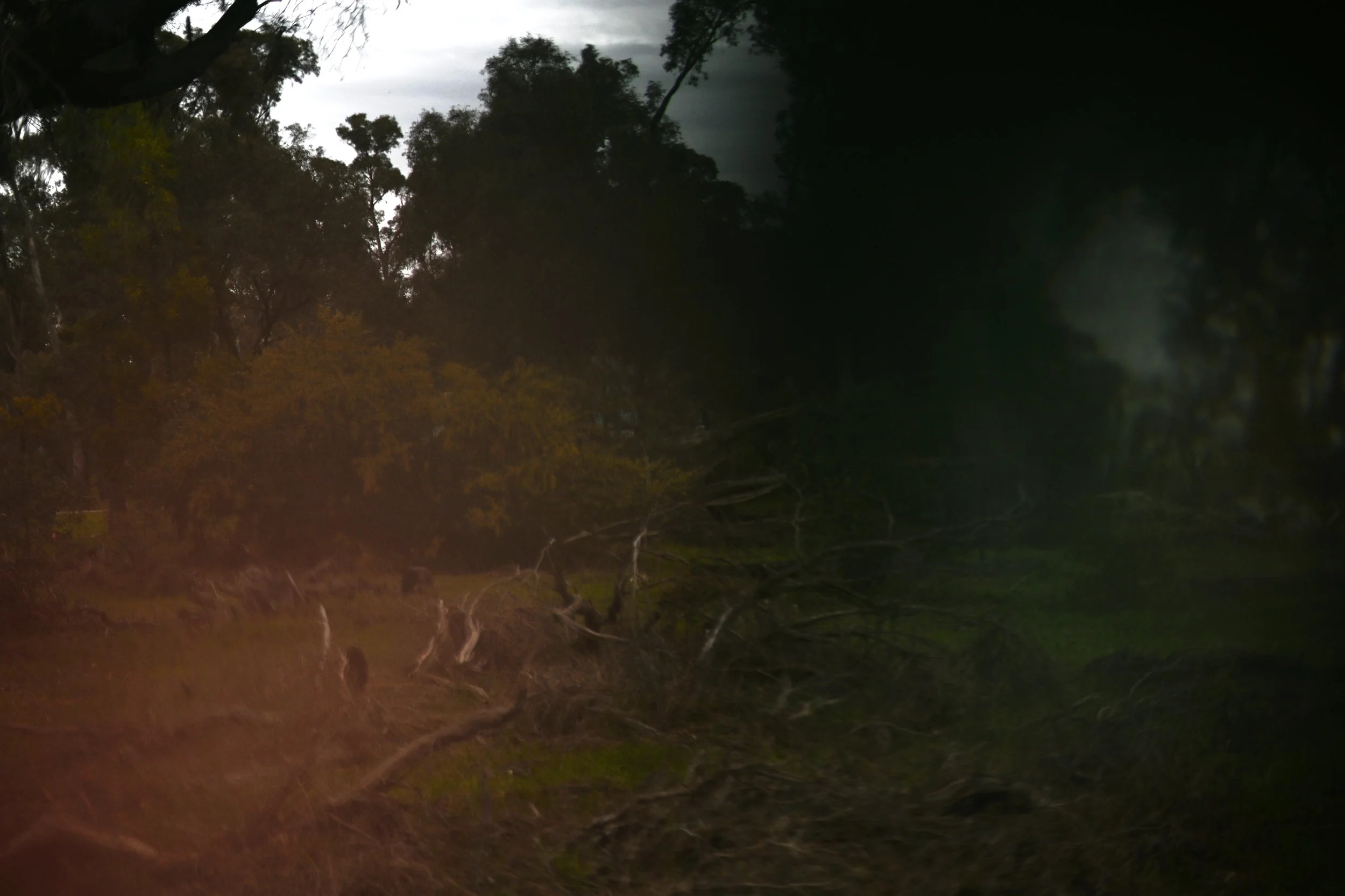 Drag me into the bush / I want to taste all the trees in you #3