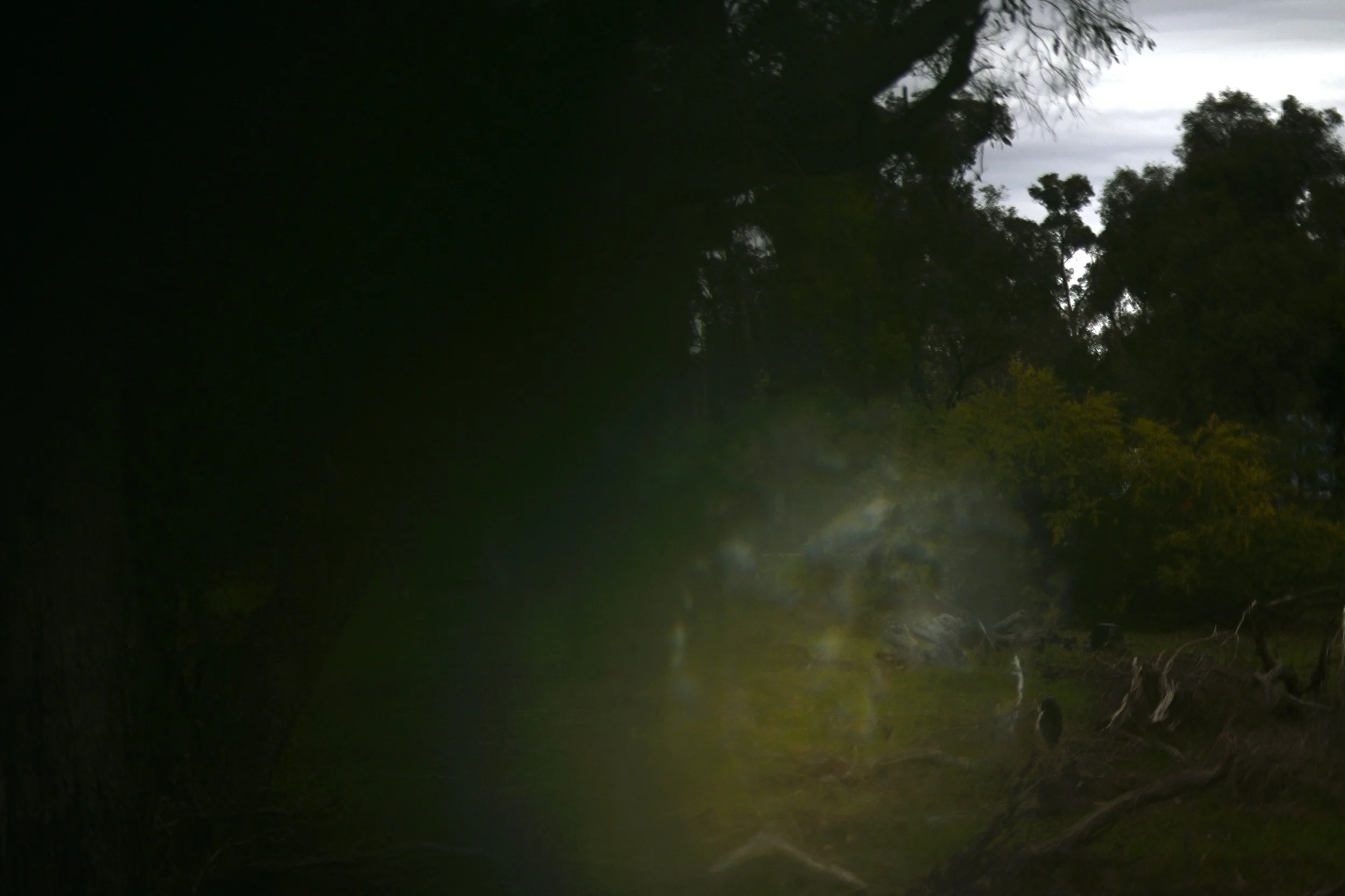 Drag me into the bush / I want to taste all the trees in you #4