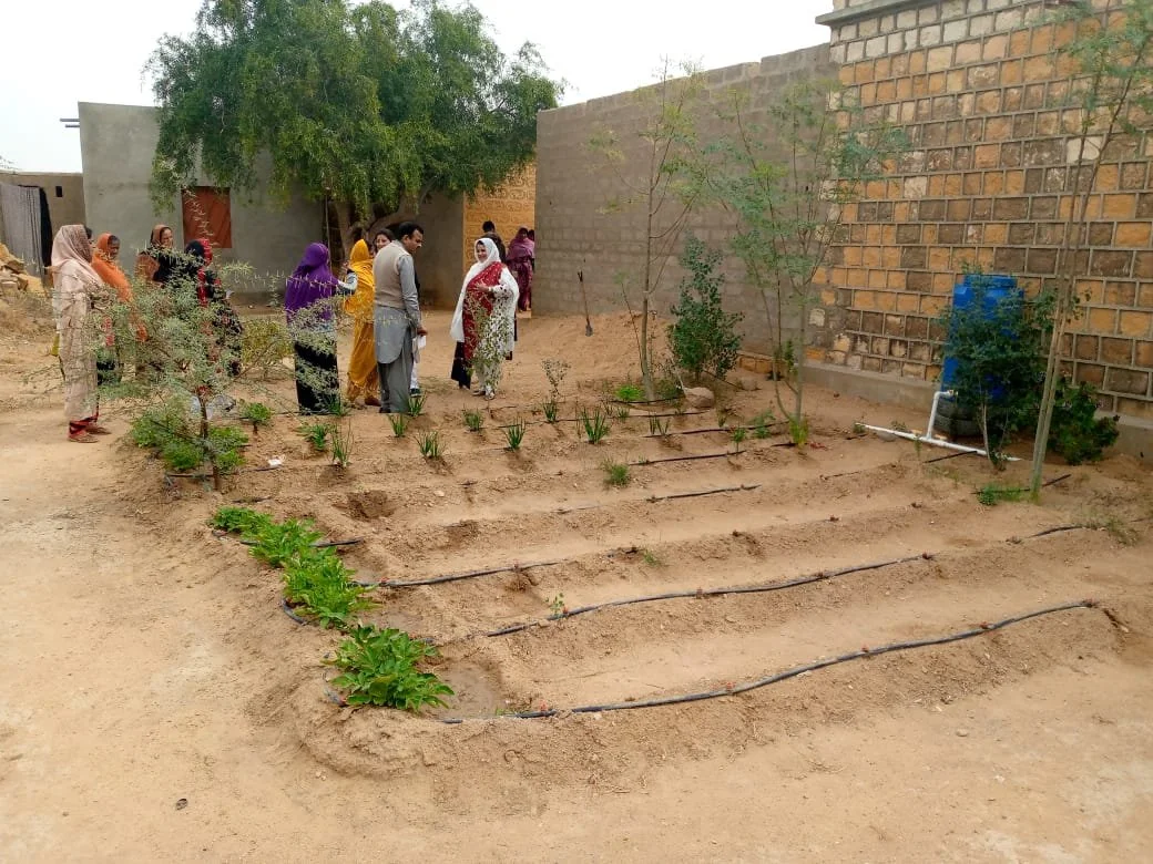 Drip irrigation systems in drought-prone parts of rural Sindh