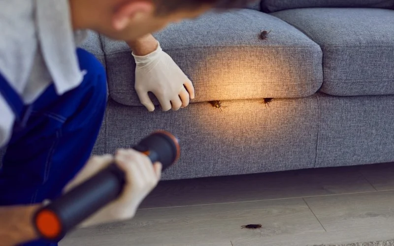 How To Control Cockroaches In Home Naturally