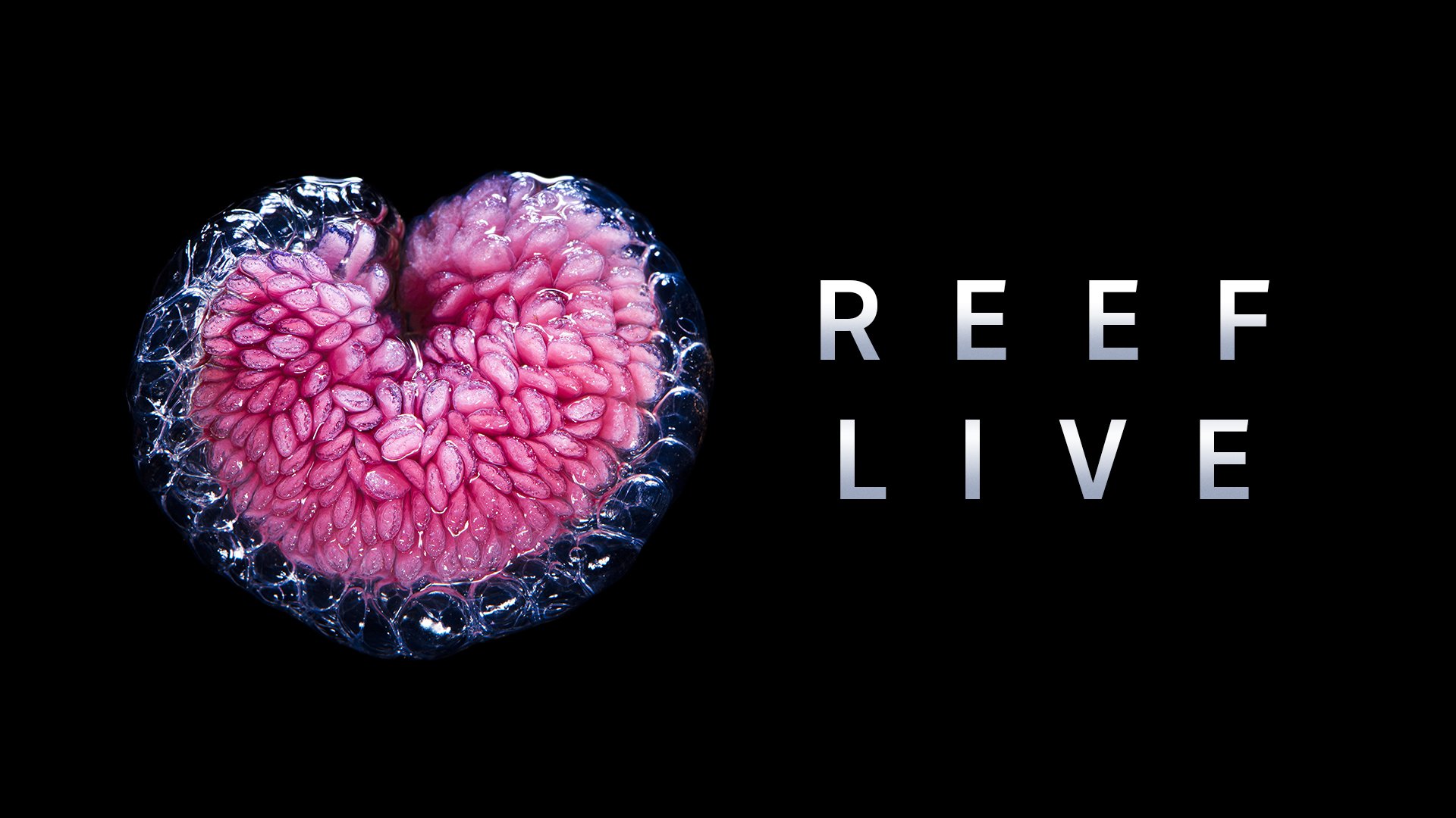 Reef Live