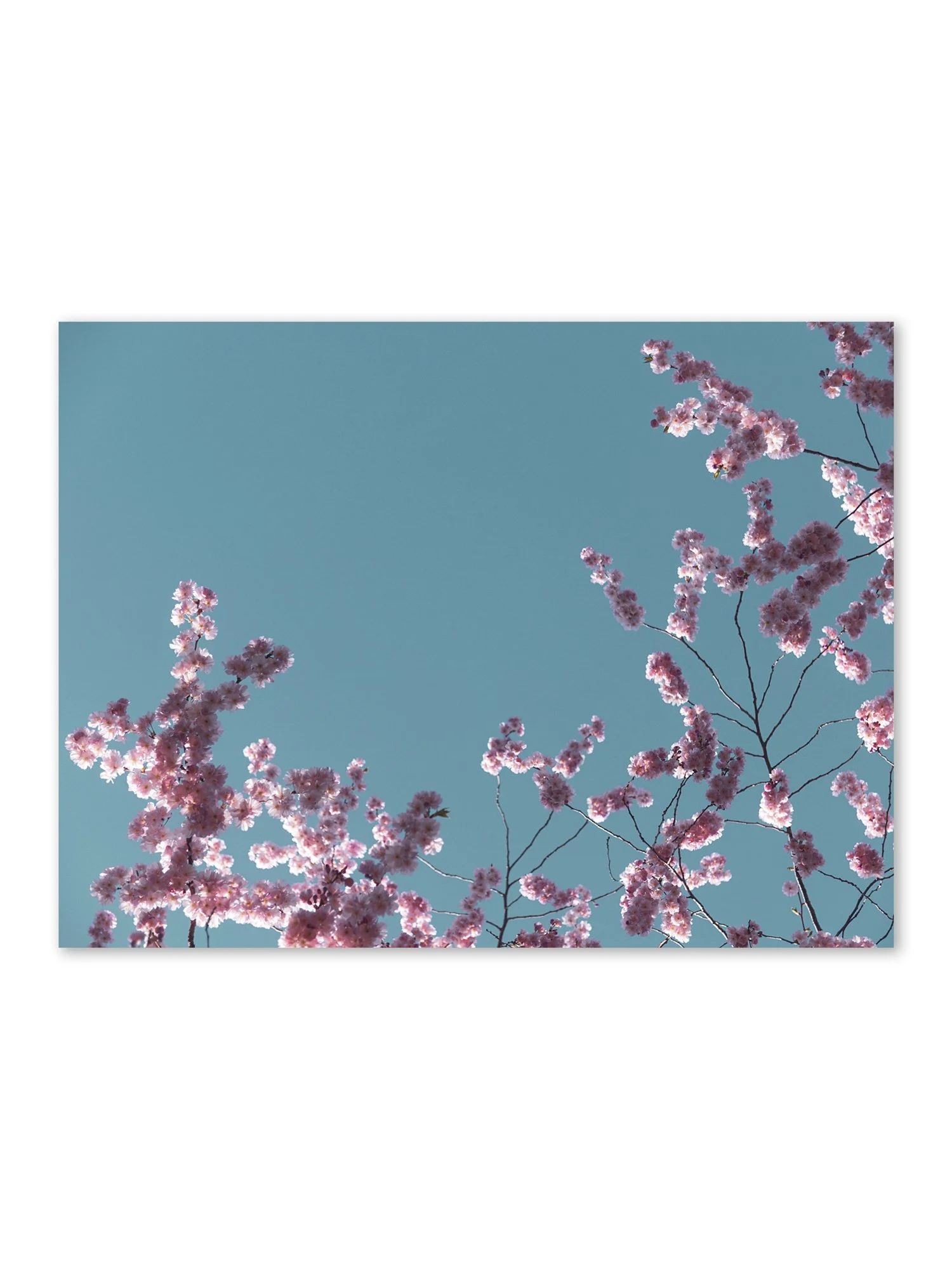Upside Down, Cerisiers #1, 2022