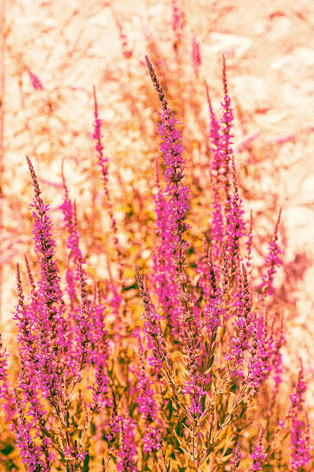 001_PINKDELIRIUM©GabrielaLarreaAlmeida2024.jpg