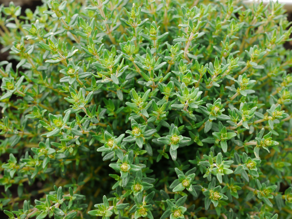 ORY Aromaspray
