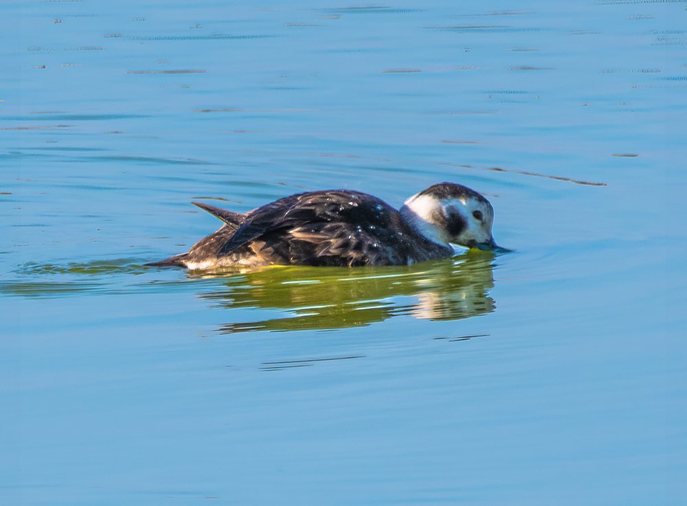 12-19 Long-tailed Duck 9-1.jpg