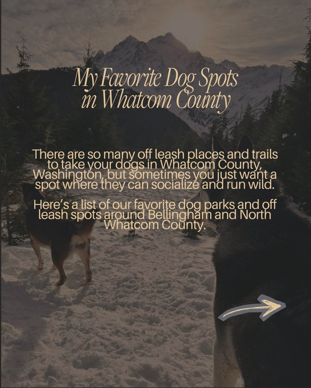 If you have a dog, living in Whatcom County, Washington is pretty incredible 🐶

From dog parks in Bellingham to open space in North Whatcom County, there are endless trails, beaches, and off leash areas where your pup can run, swim, and fully live t