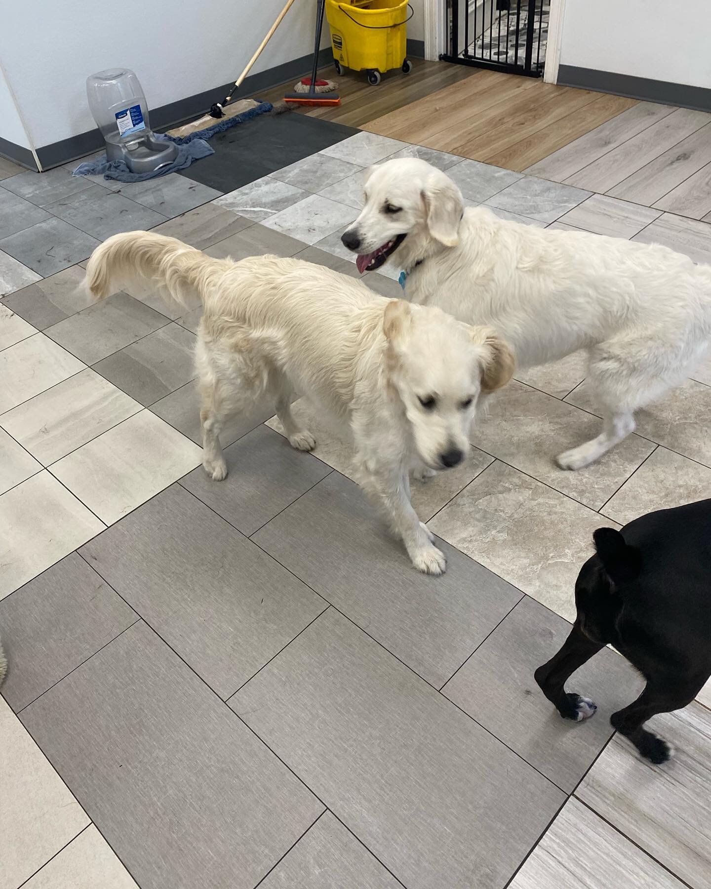 Twinning! 
🐾

🐾

🐾

🐾

🐾
#everythingdog #doggiedaycare #dogdaycare #dog #dogsofinstagram #dostagram #dogs #dogsofinsta #dogplaydate