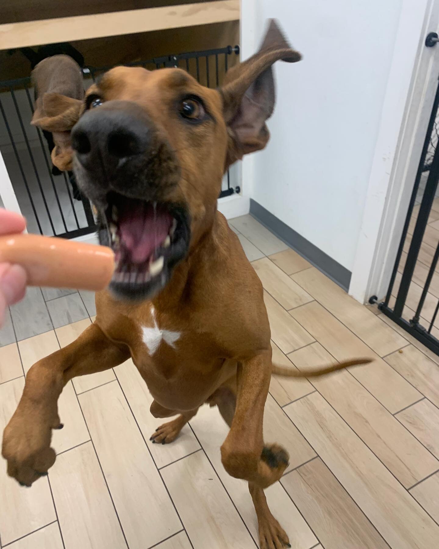 One nation under DOG! 
The dogs had so much fun at our cookout today!
🐾

🐾

🐾

🐾

🐾
#everythingdog #doggiedaycare #dogdaycare #dog #dogsofinstagram #dostagram #dogs #dogsofinsta #dogplaydate