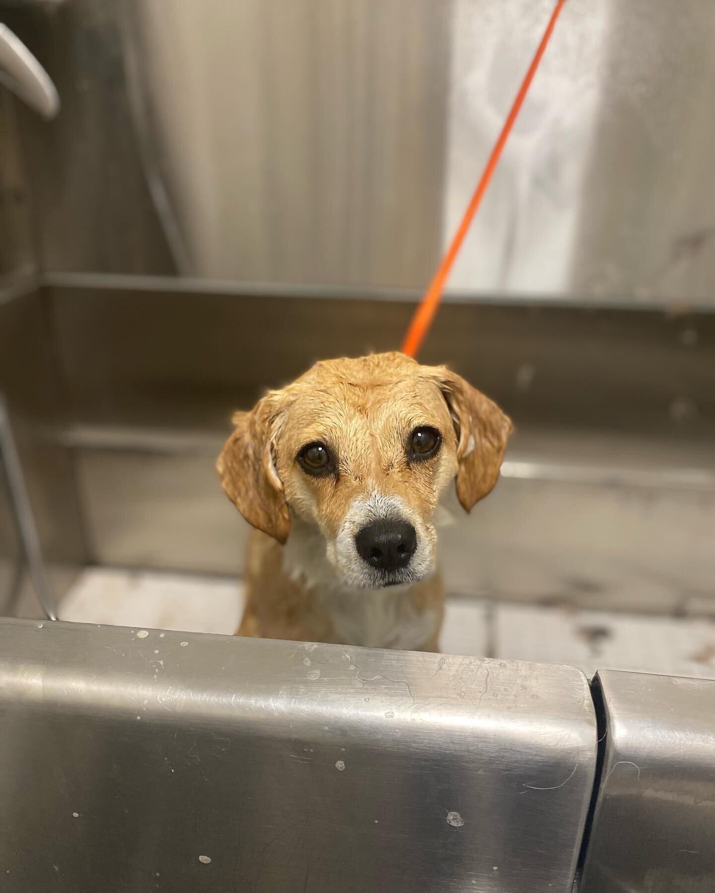 First skunk bath of the season!