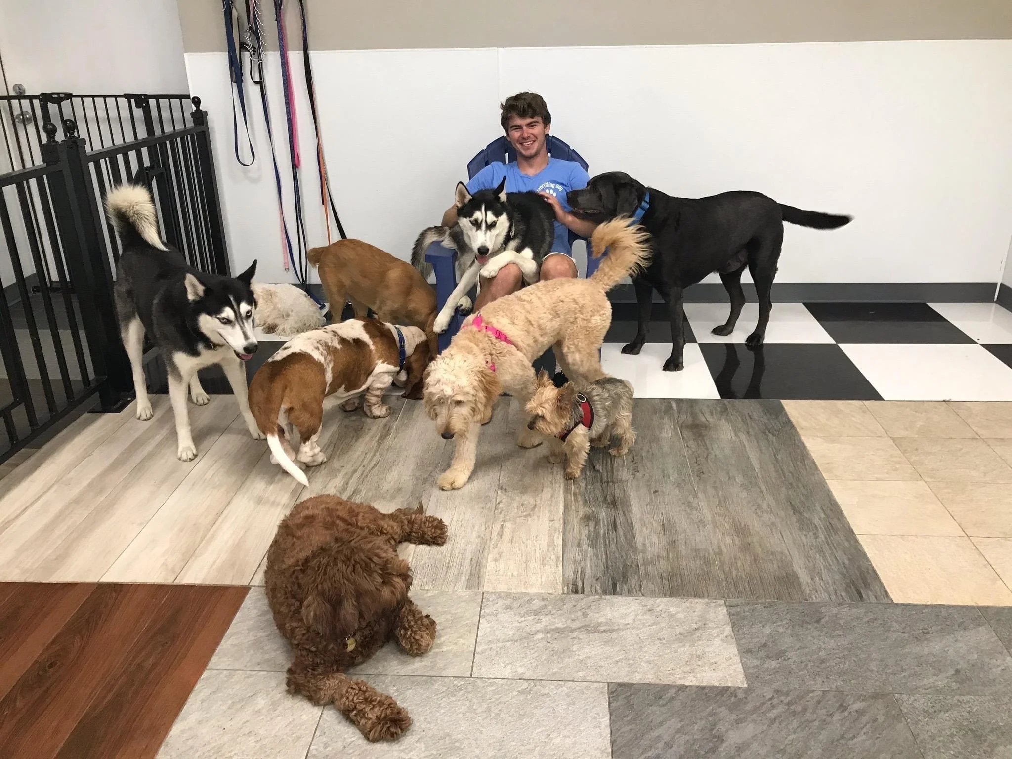 Doggy Daycare Puppy Camp Near Me Dogtopia Puppy Day Camp Dogtopia