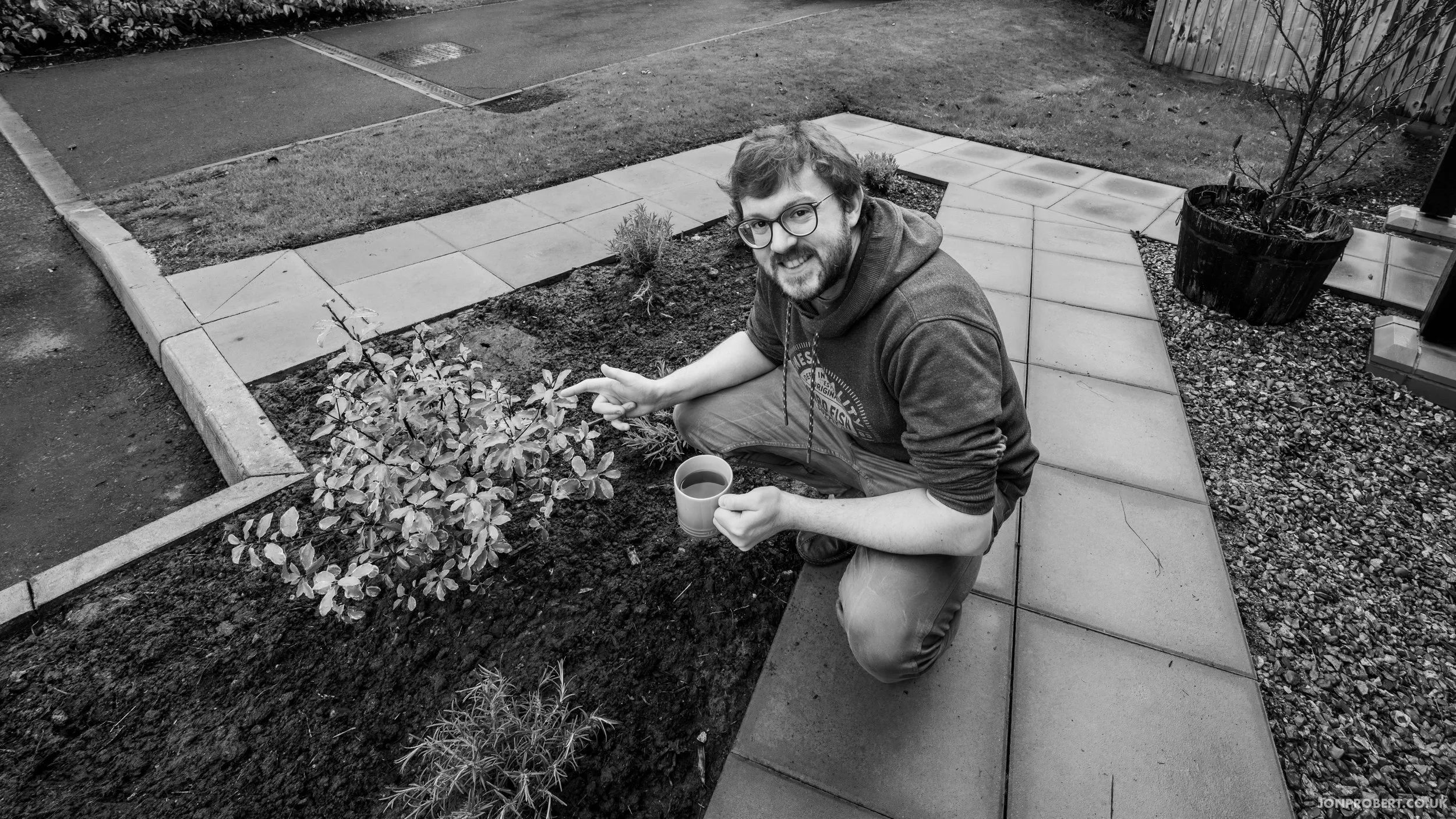 Planting my Pittosporum 'Collaig Silver'
