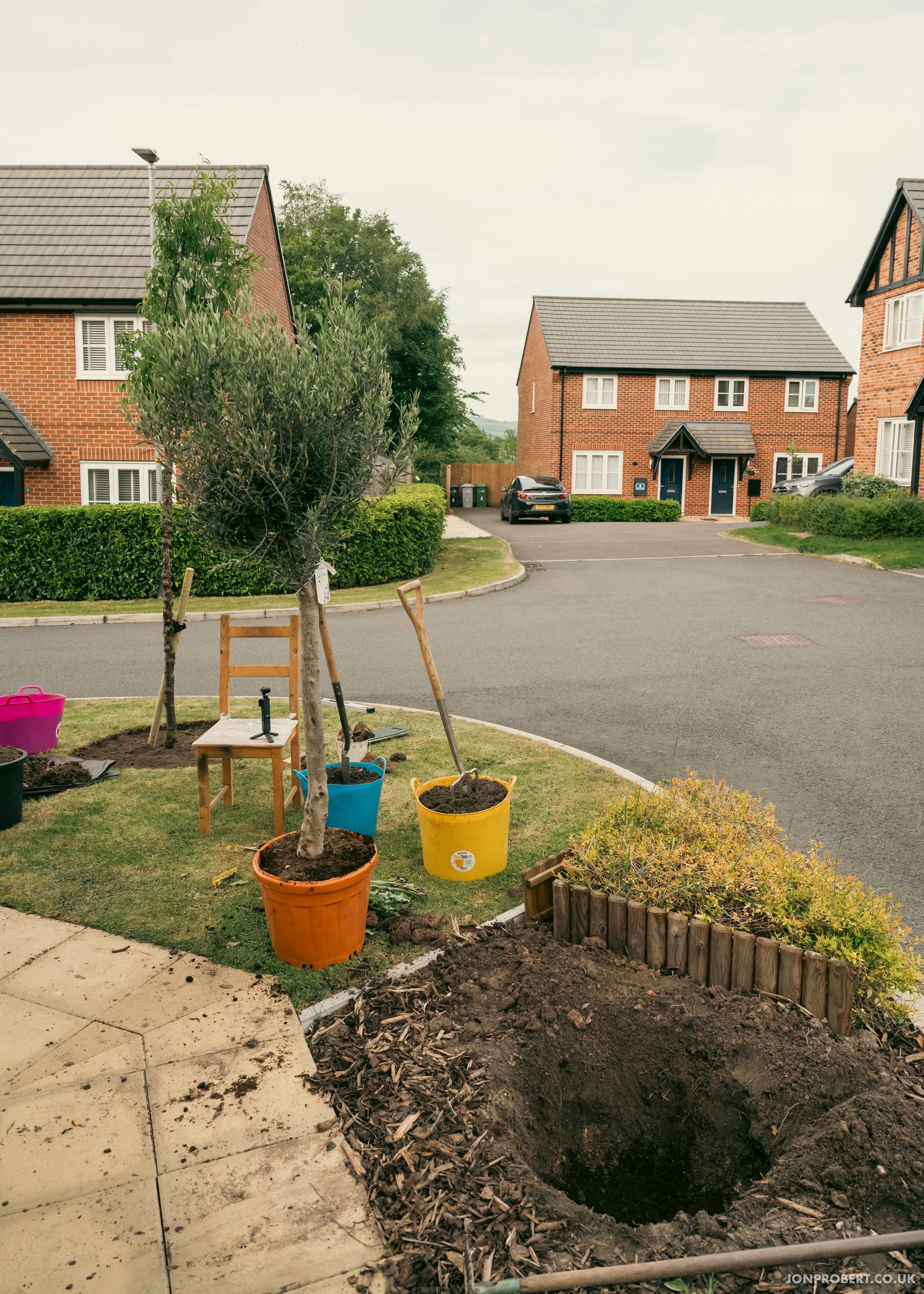 Planting Tibetan Cherry and Olive trees 