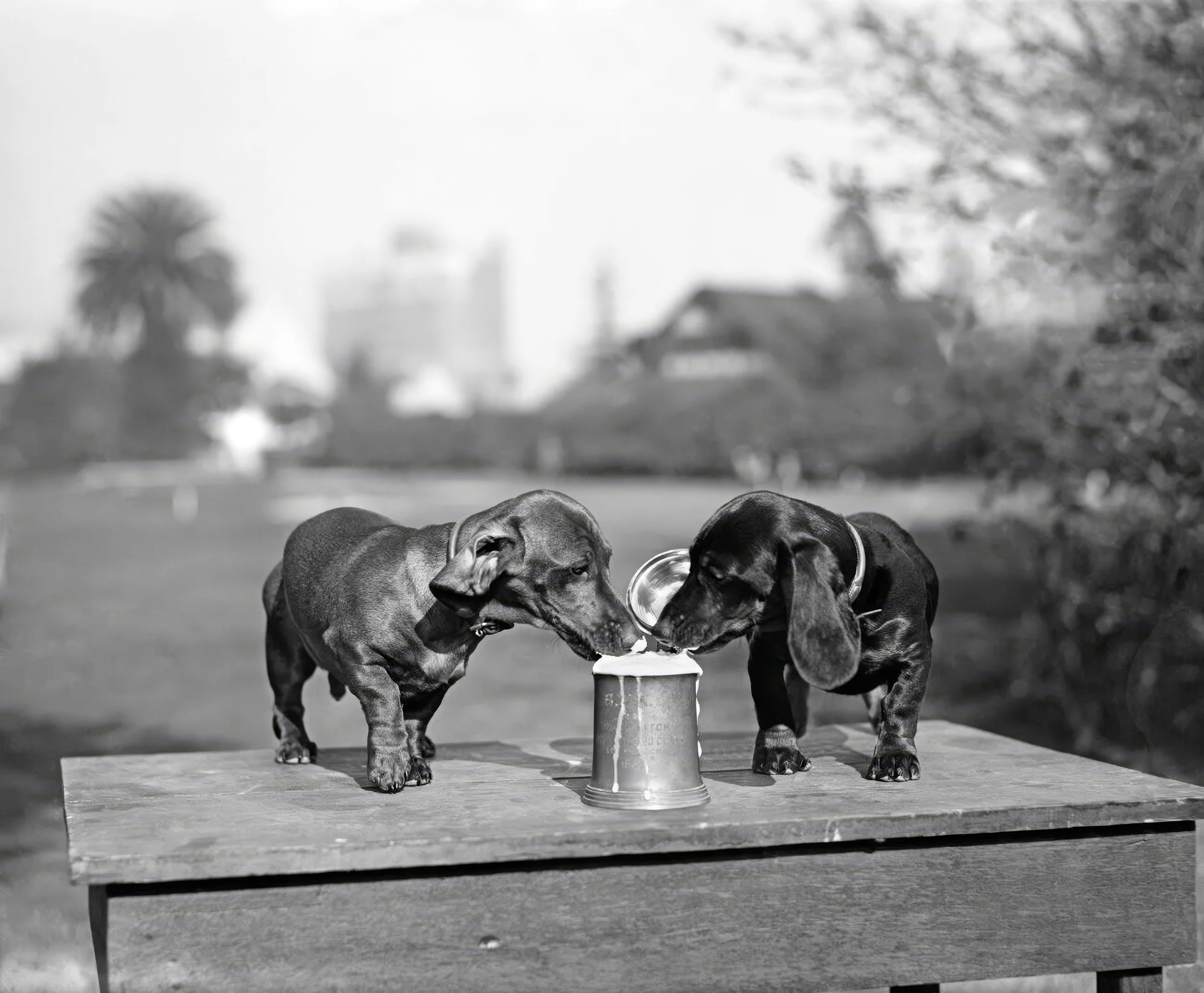 1890s Two Dachshund Puppies Lapping Beer from Stein