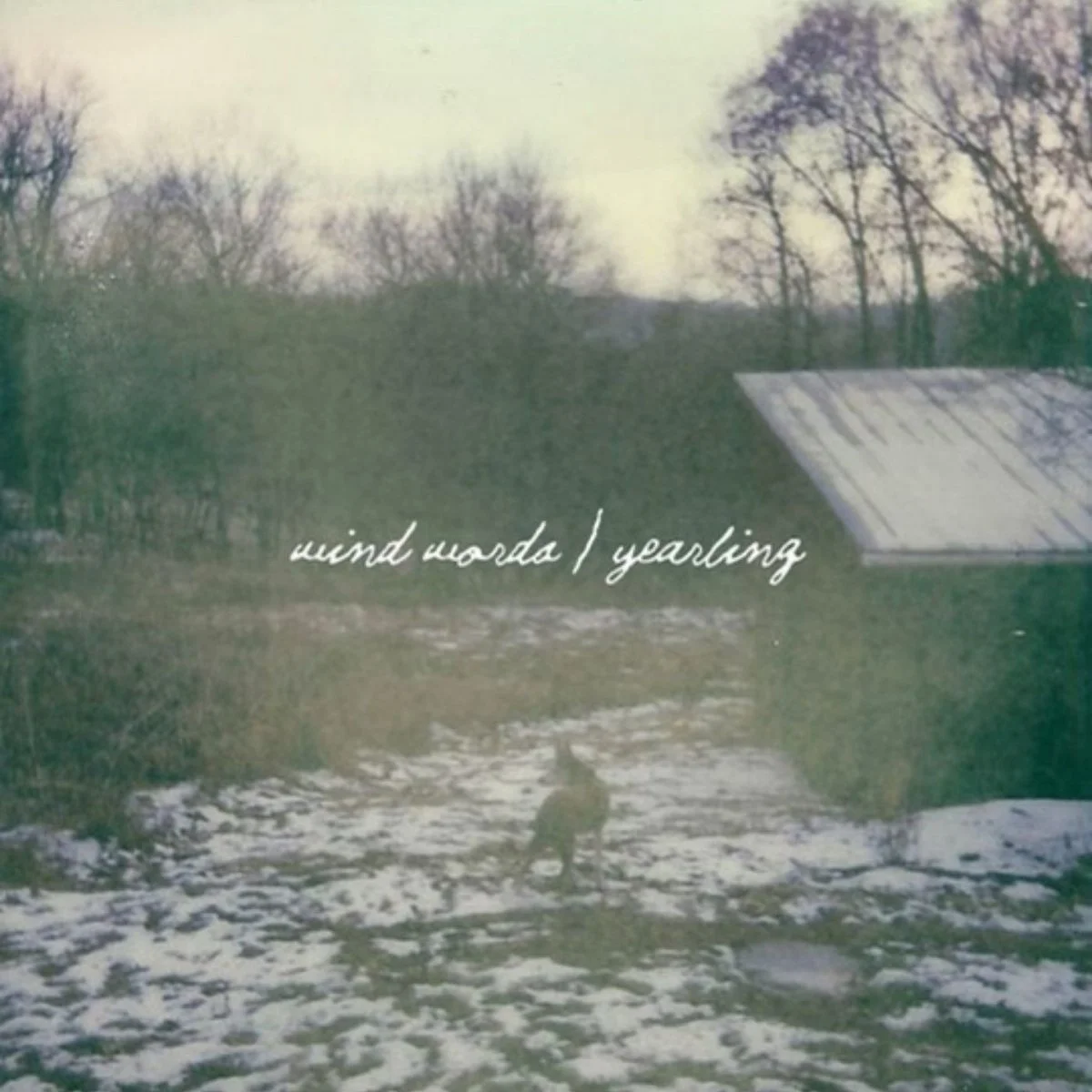 wind-words-yearling.jpeg