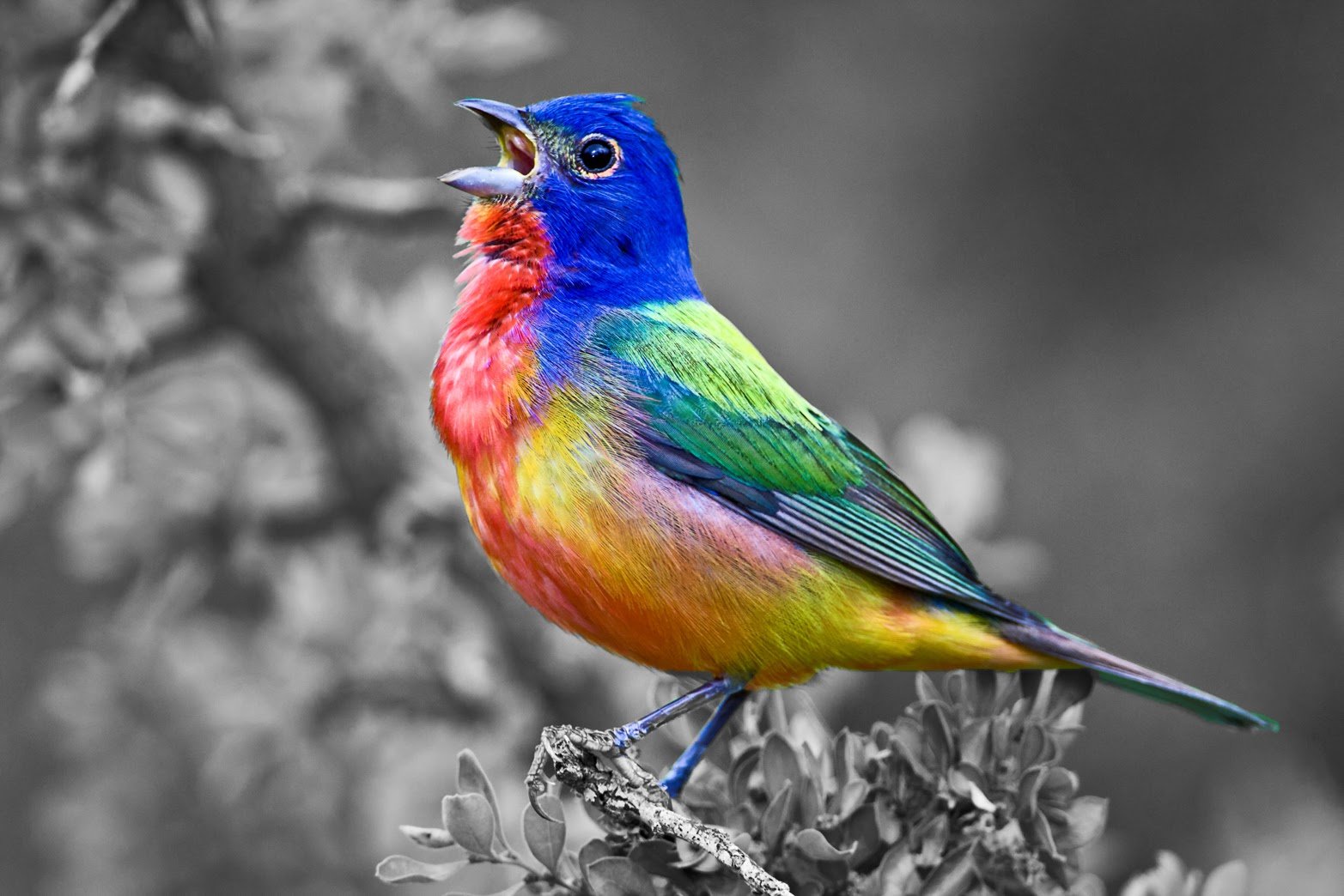 Emma_1 Colorful Bird.jpeg