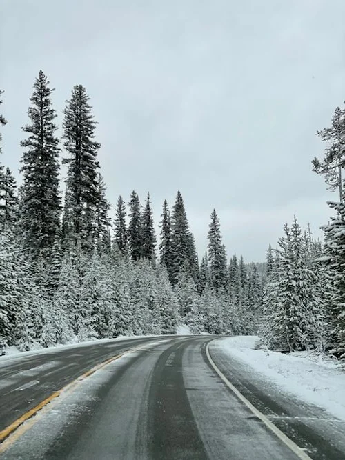 South entrance road.jpg