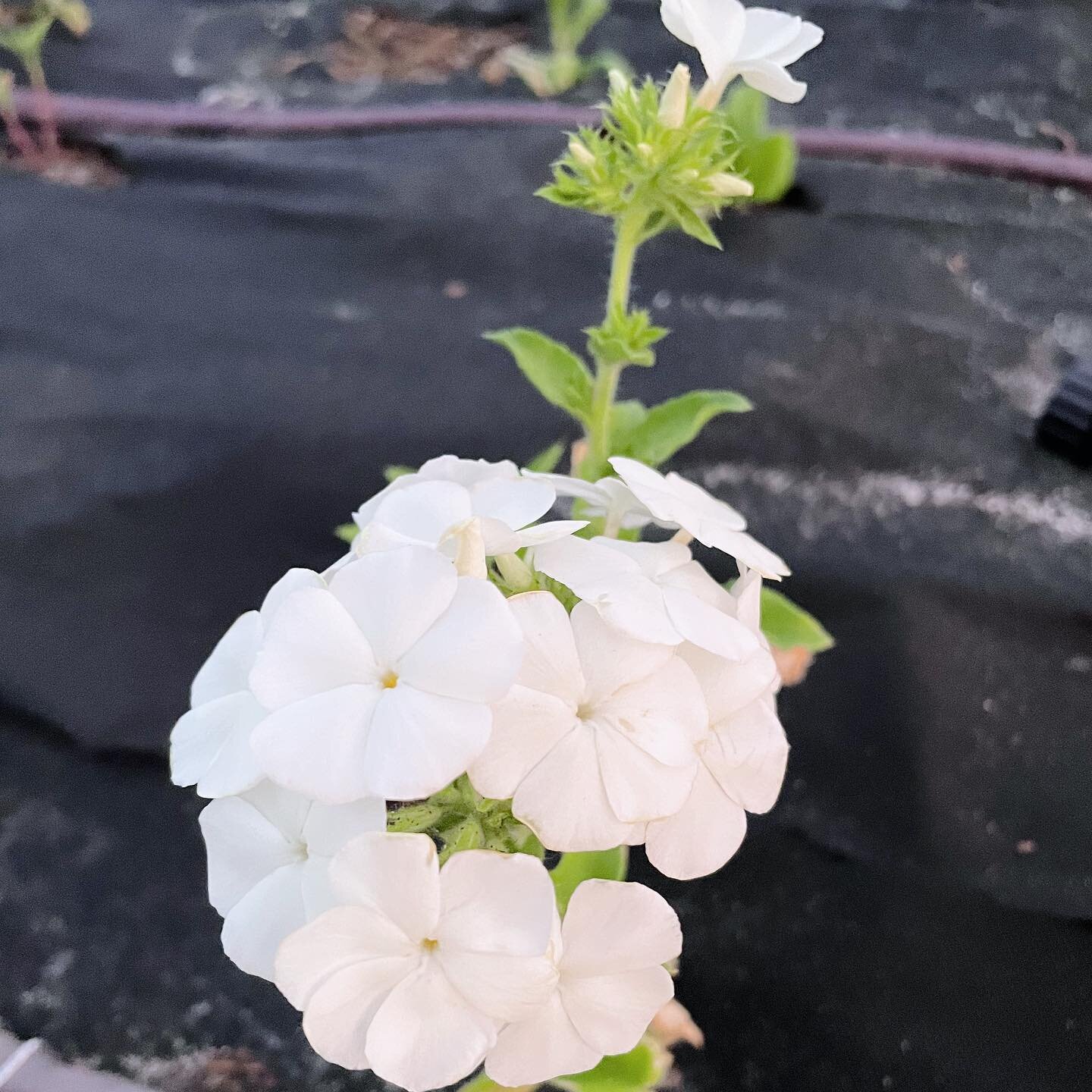 You were a tiny seed.
I held between my fingers
as I rolled you back and forth,
pondering what seemed tiny, insignificant, worth very little
Could possibly be a display of beauty. 

It happened daily 
all around me&mdash; 
life bursting forth 
from w