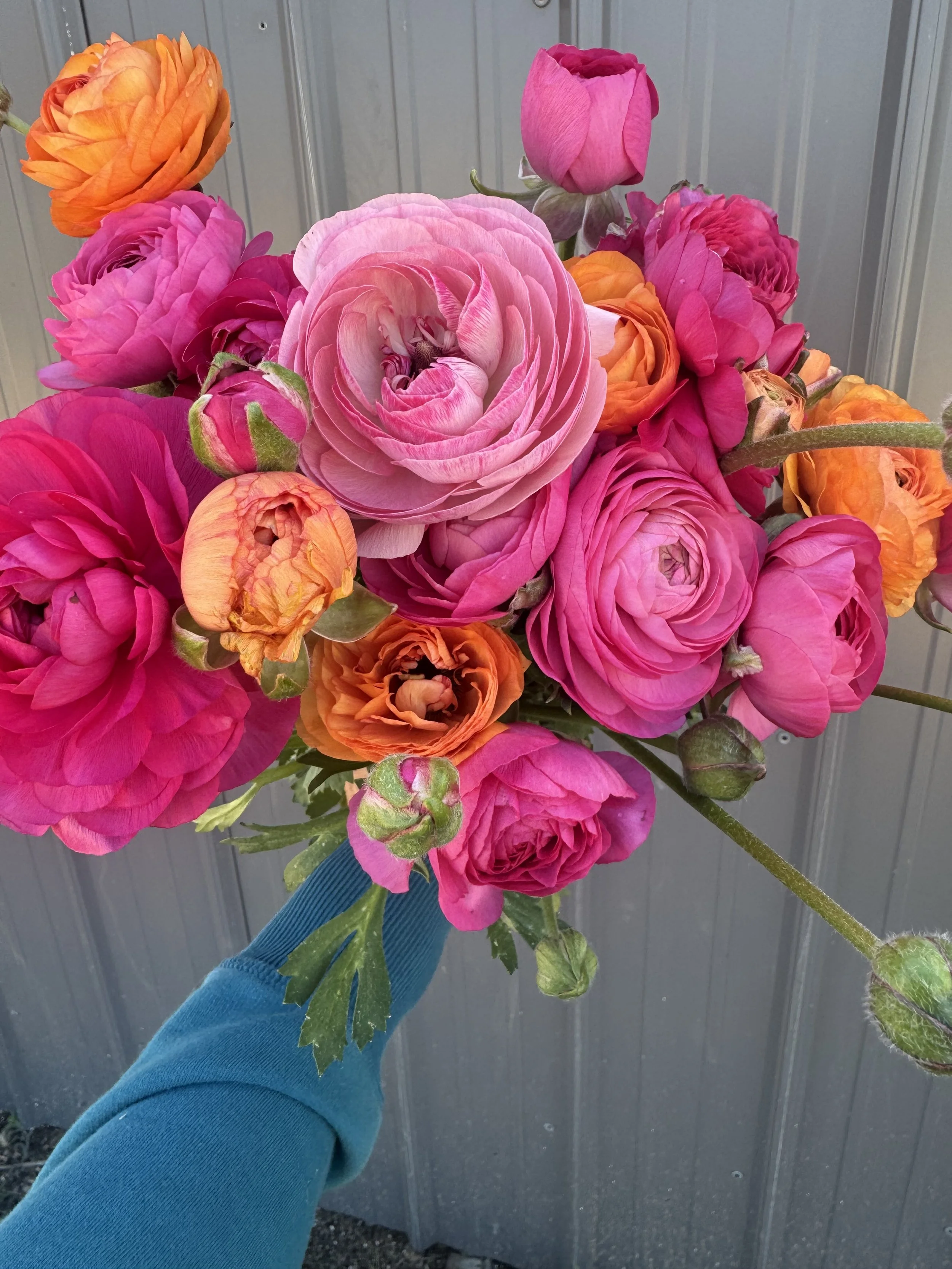 The Ranunculus Edit (3 Weeks)