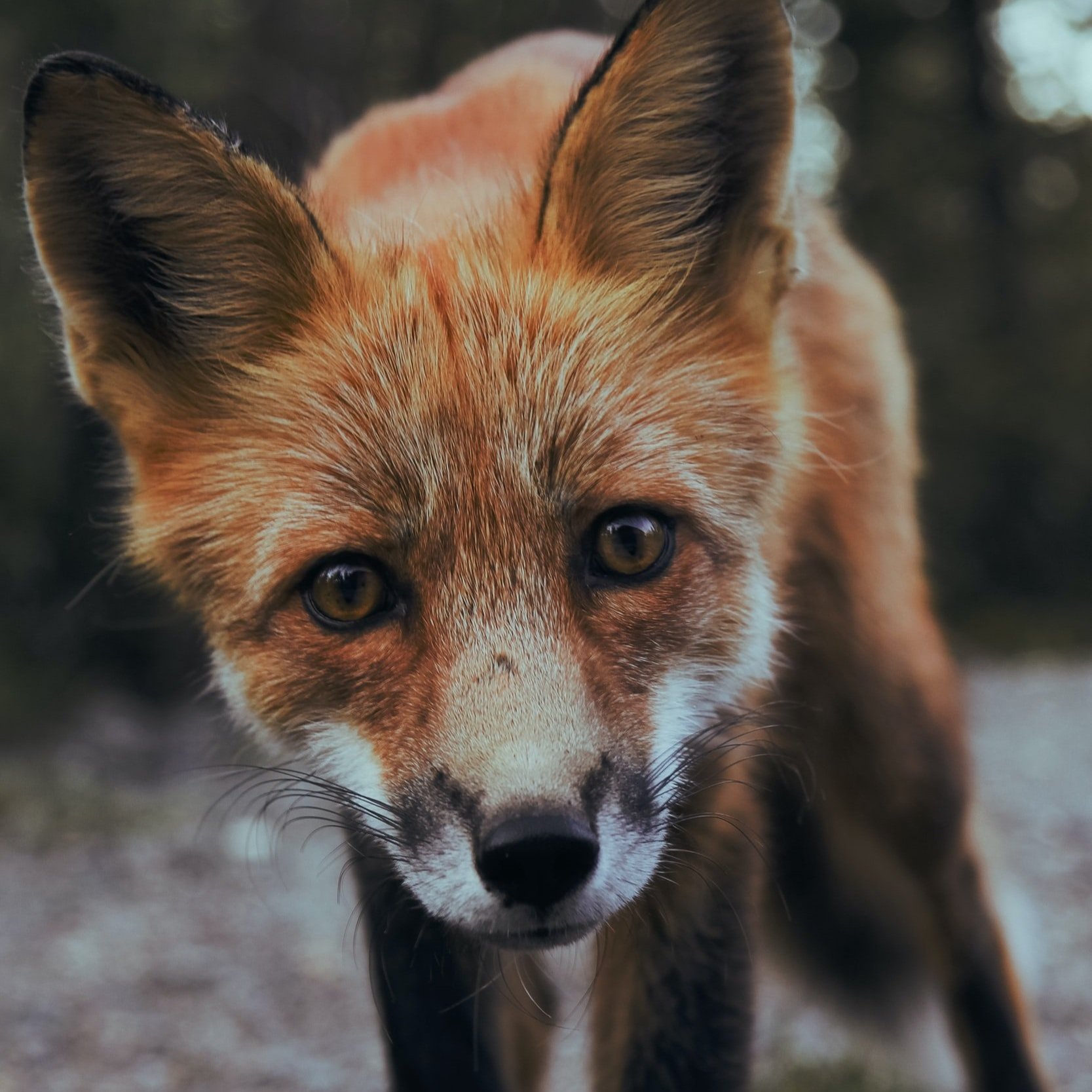 foxes: a guide — Black Girls Camping Trip foxes: a guide — Black Girls Camping Trip