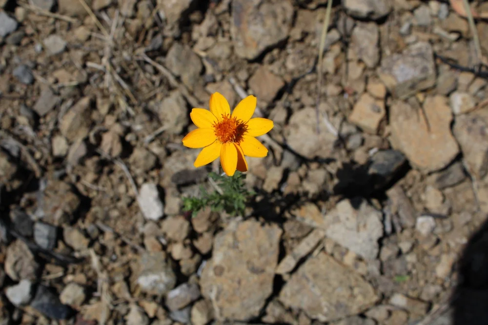 WhatsApp Image 2025-06-26 at 17.30.19.jpeg