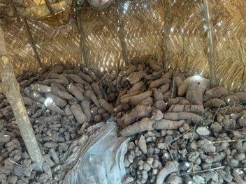 Yams in storage Yendi.jpg