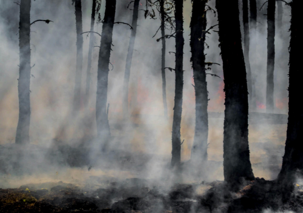 AI Early-Warning Systems to detect Forest Fires 