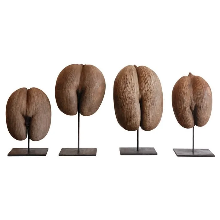 A Set Of Coco De Mer Shells , Seychelles 1950.jpeg