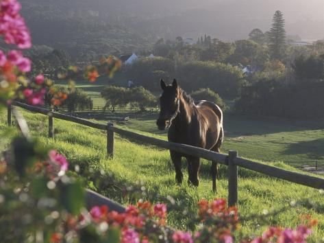 152_Photographic Print_ Constantia Winery, C.jpg