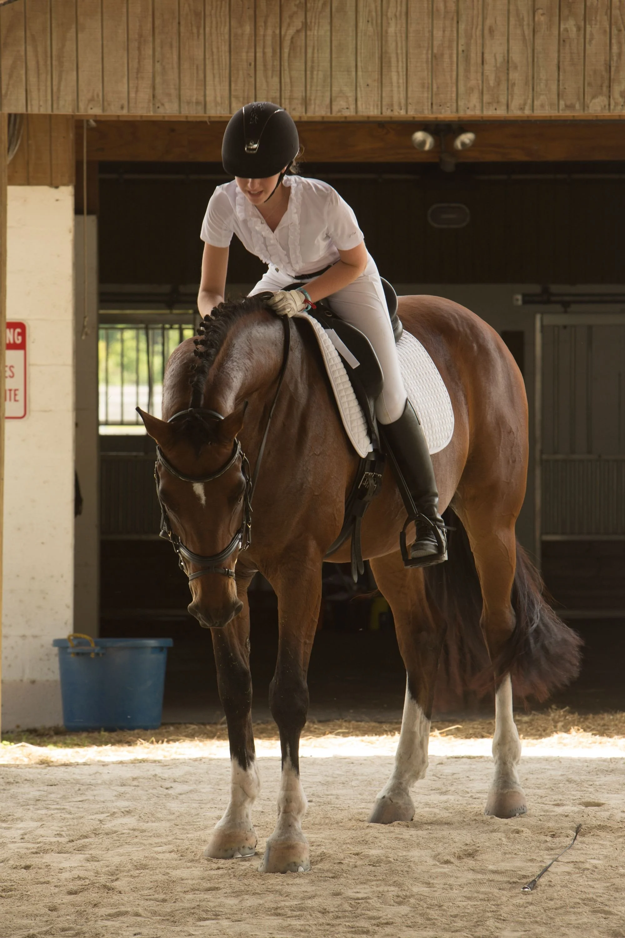 136_Pacifico and Shana Dressage horse and ri.jpg