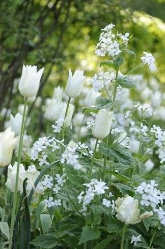136_『色☆Blog 　白』.jpg