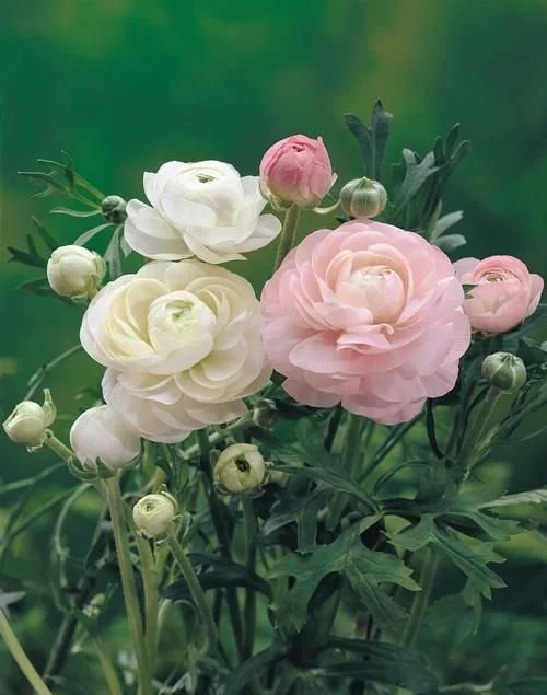 064_All About Ranunculus.jpg