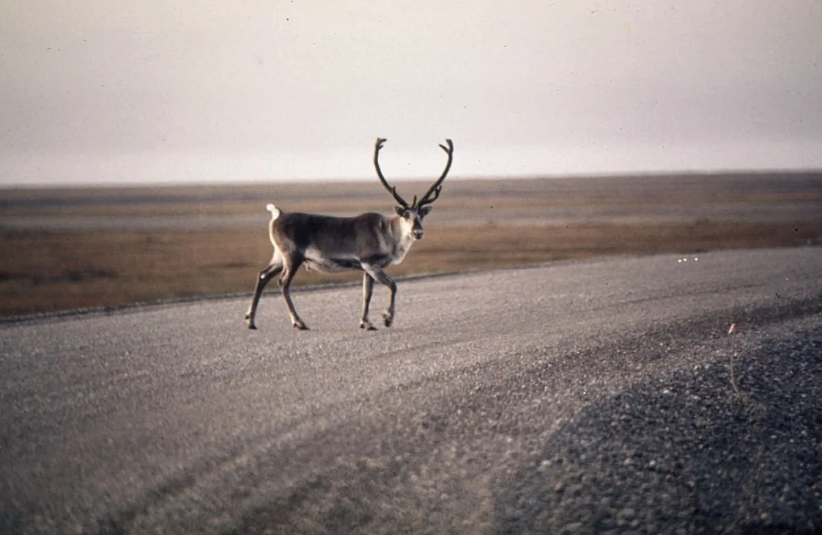 061_America in the 1970s_ The Pacific Northw.jpg