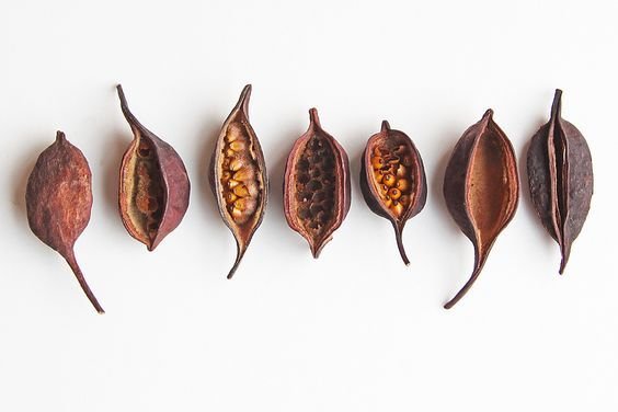 105_bottletree seed pods.jpg
