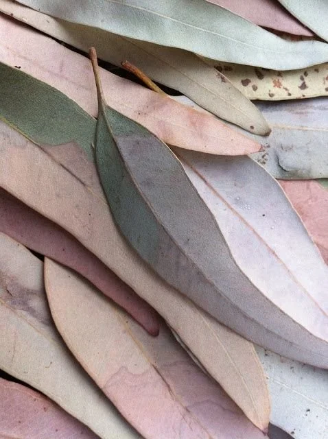 112_Eucalyptus Leaves.jpg