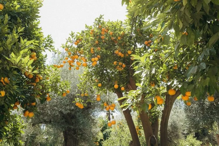 114_Royal Mansour Marrakech — Egg Canvas.jpg