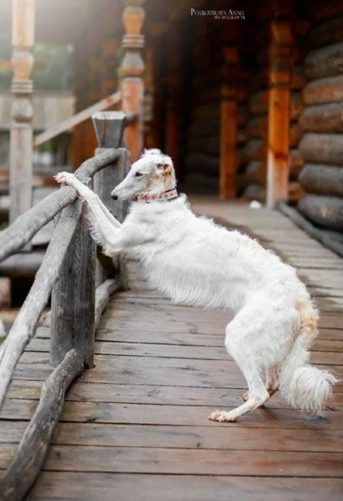 088_Borzoi.jpg