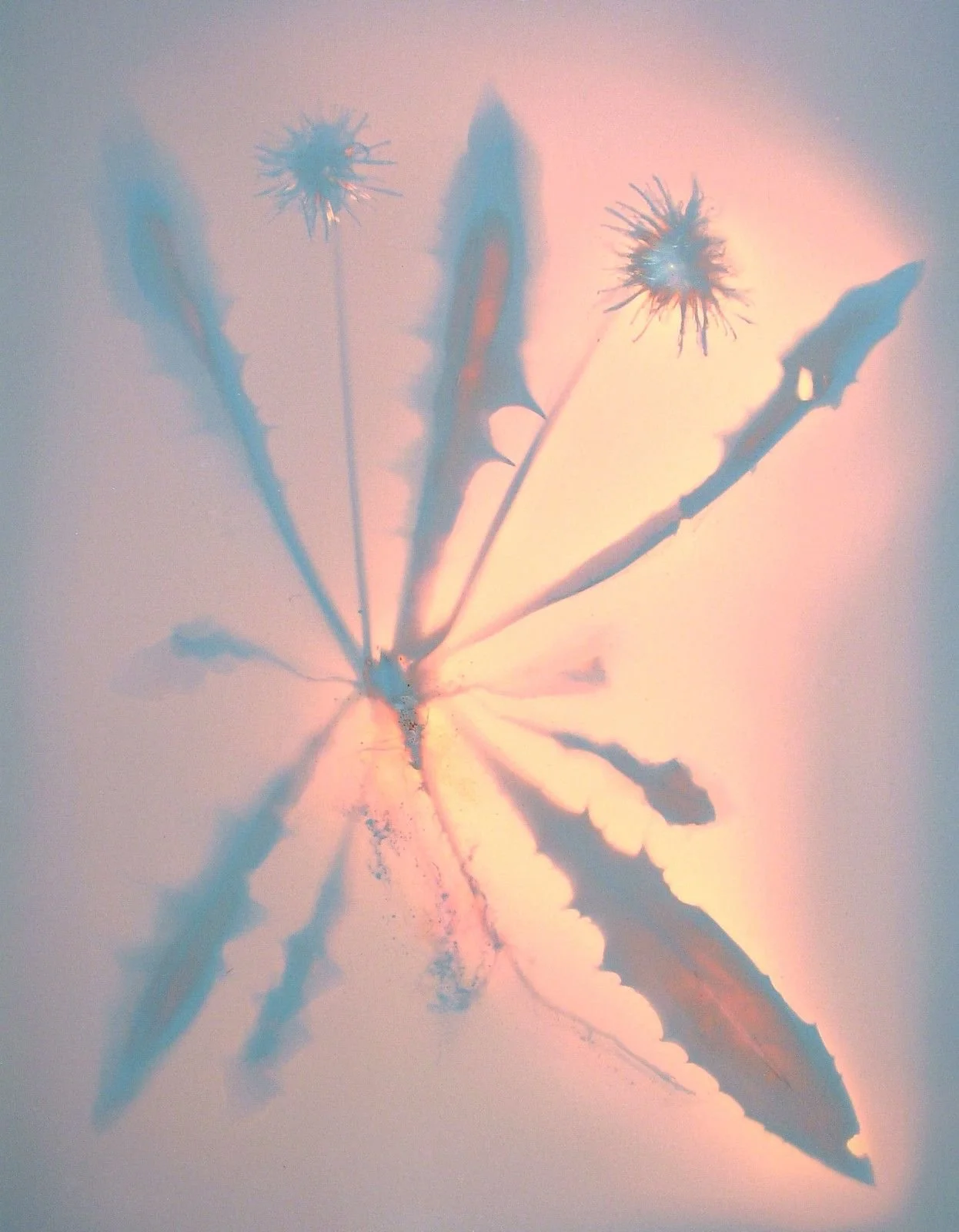 111_Lumen Print 1865 Dandelion by John Fobes.jpg