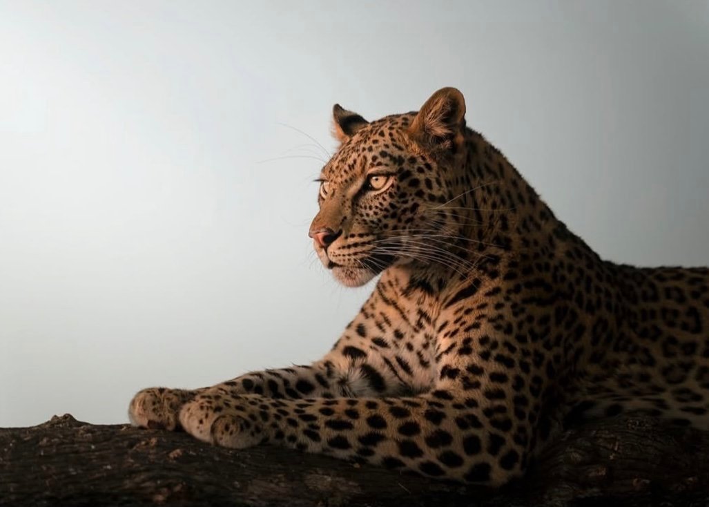 Leo New Moon: Rewilding the Heart, Reclaiming the Flame