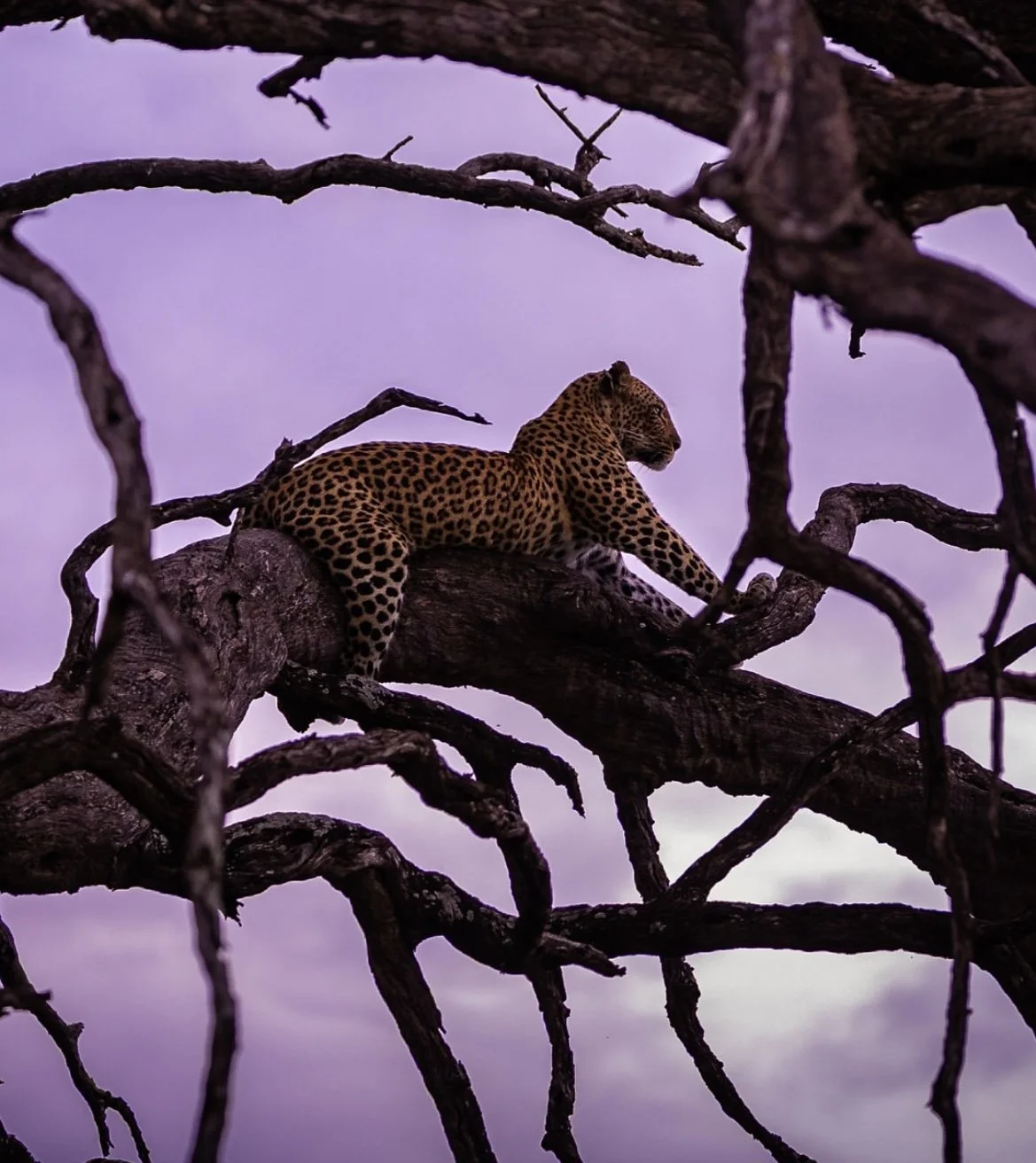 Jupiter Retrograde in Cancer - The Sacred Pause of Becoming